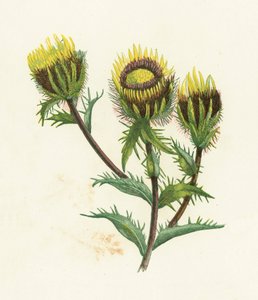 Carline Thistle by English School